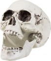 Crâne squelette Halloween